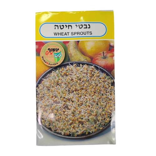 זרעי עשב חיטה - נבטוטי חיטה