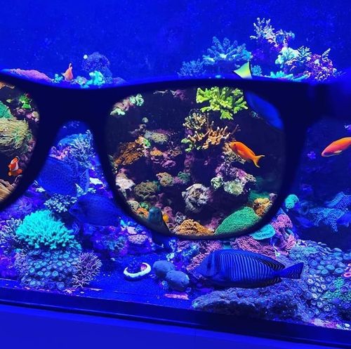 משקפי צפייה באלמוגים D&D Coral Viewing Sunglasses