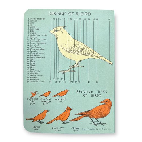 מחברת מיני : Bird Watching (חלק)