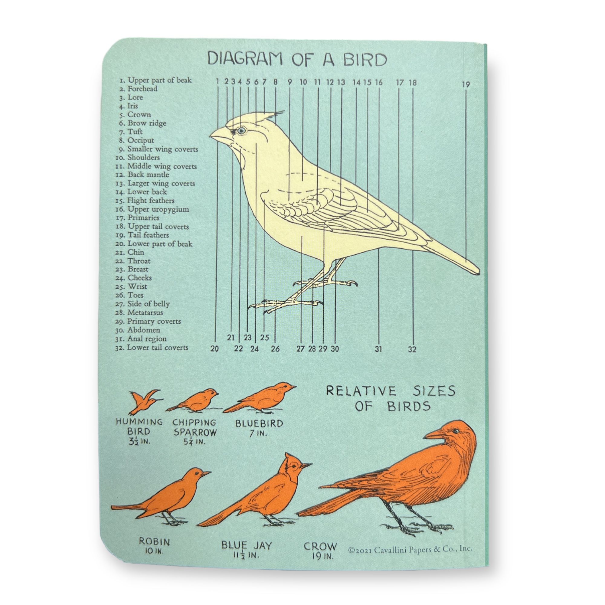 מחברת מיני : Bird Watching (חלק)