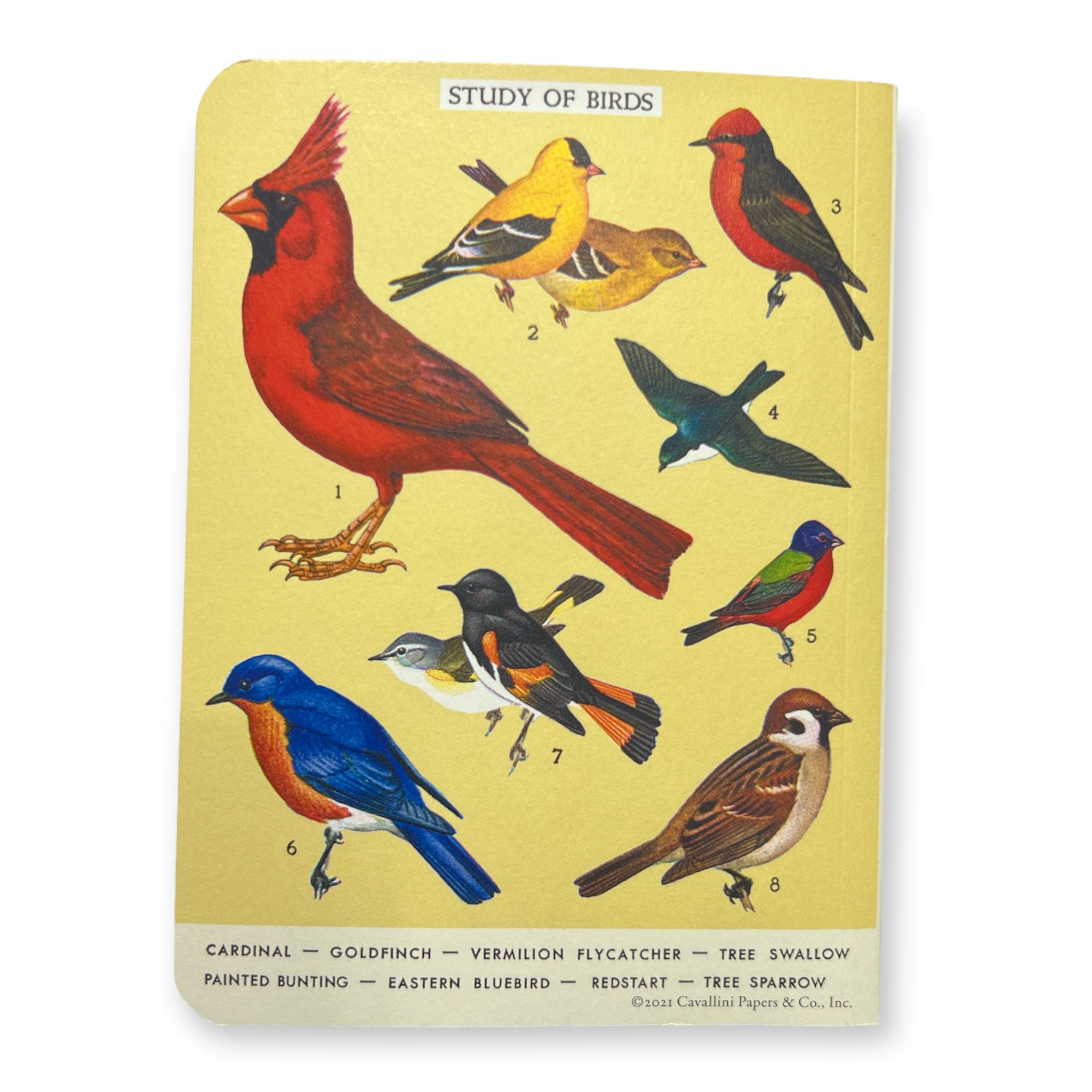 מחברת מיני : Bird Watching (משבצות)