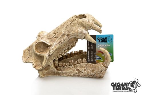 ג'יגן טרה גולגולת  GiganTerra/GiganAqua