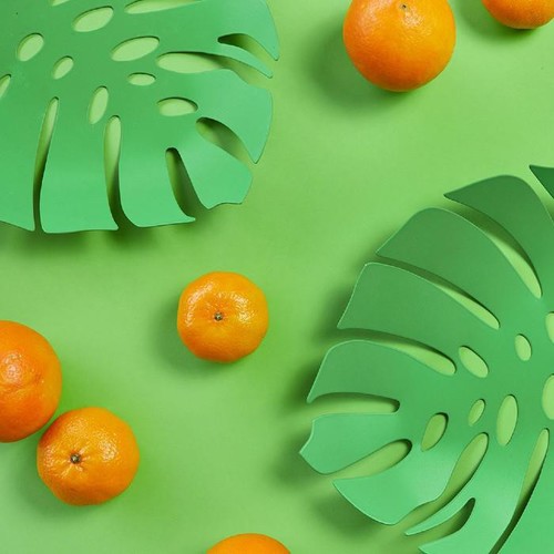 קערת פירות דקורטיבית עלה Monstera
