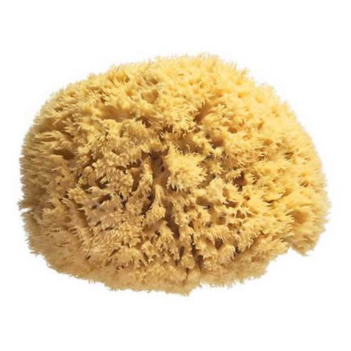 ספוג רחצה טבעי Natural Sea Sponges - דוורון