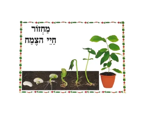 ערכת תמונות בנושא גינה - מחזור חיי הצמח