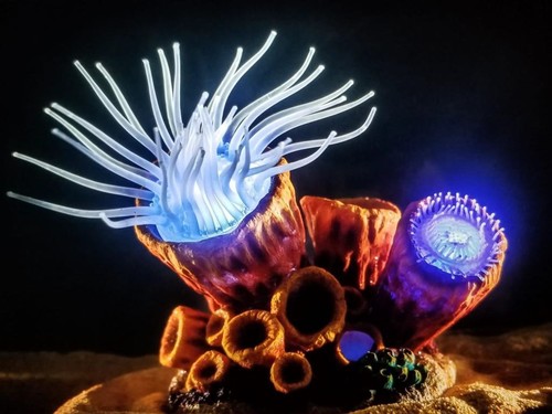 דקורציה לאקווריום Reef Dancer 
