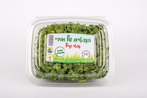 נבטי קייל של אודי