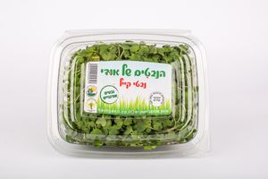 נבטי קייל של אודי