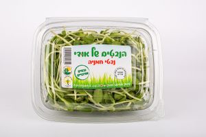 נבטי חמניה של אודי