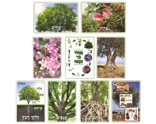 ערכת תמונות - העץ וחלקיו