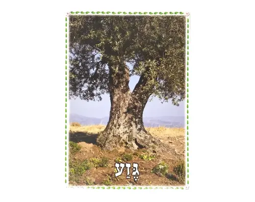 ערכת תמונות - העץ וחלקיו