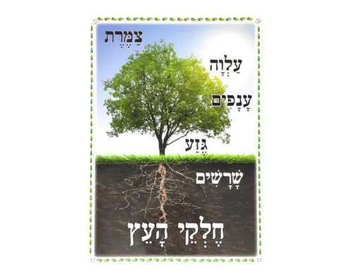 ערכת תמונות - העץ וחלקיו