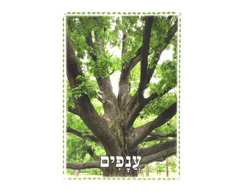ערכת תמונות - העץ וחלקיו