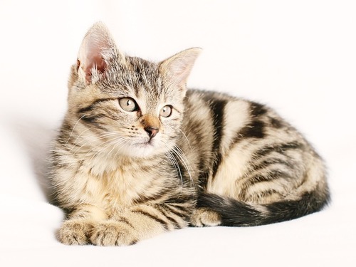 This is a cat, The cat!