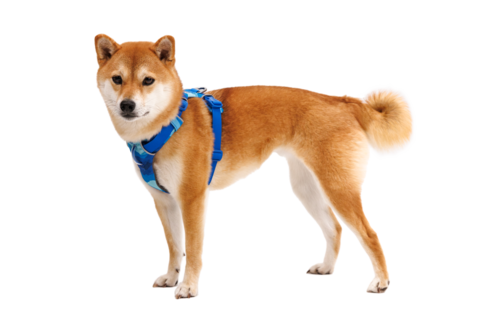 Front Range® Harness