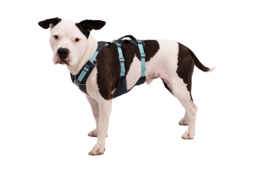 Flagline™ Harness