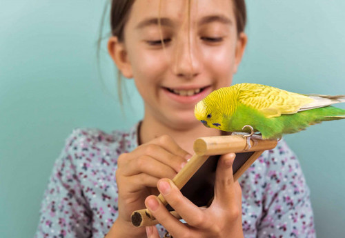 ציפורים אוהבות אתגר