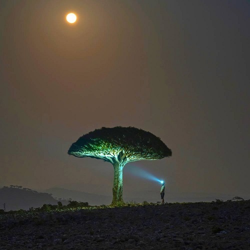 פנסים