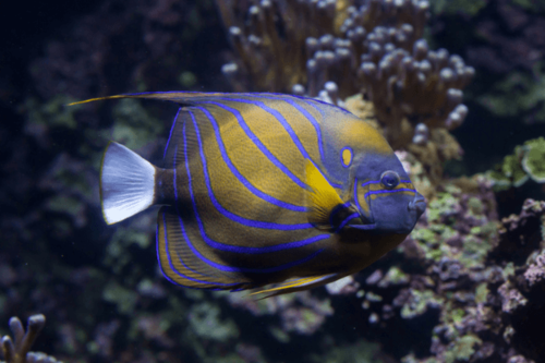 אנג'ל אנולריס-Annularis Angelfish