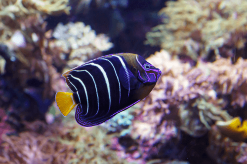 אנג'ל קריזורוס-Chrysurus Angelfish