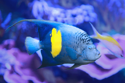 אנג'ל מקולוסוס-Maculosus Angelfish