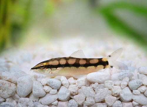 בוטיה ננסית שידמונקי-Dwarf Chain Loach