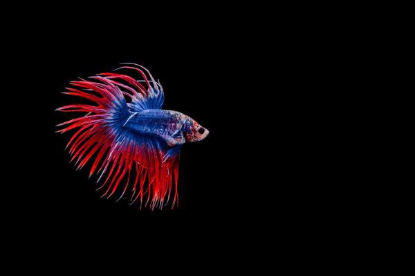 קראון טייל-Crown Tail Betta