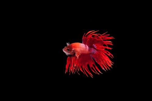 קראון טייל-Crown Tail Betta