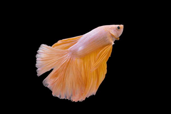 דאבל טייל בטה-Twin Tail Betta