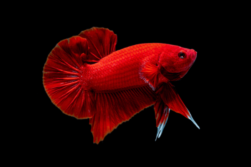פלקט אדום-Hellboy Plakat Betta