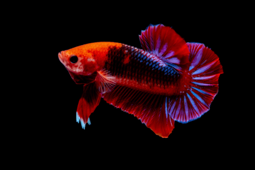 פלקט אדום-Hellboy Plakat Betta
