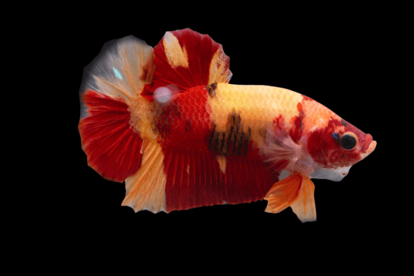 פלקט "נמו"-Nemo Plakat Betta