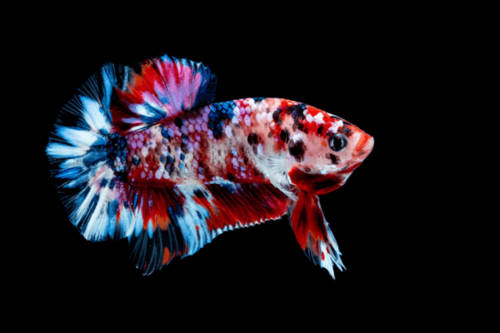 פלקט גאלקסי-Multicolor Giant Betta