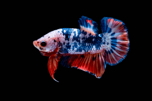 פלקט גאלקסי-Multicolor Giant Betta
