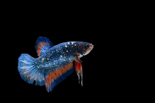 פלקט אווטאר-Blue Avatar Plakat Betta