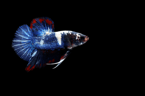 פלקט אווטאר-Blue Avatar Plakat Betta