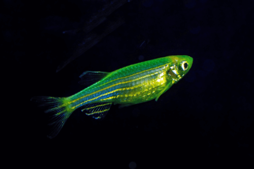 זברה גלופיש ירוקה-GLOFISH GREEN ZEBRA DANIO