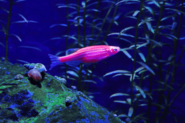 זברה גלופיש ורודה-PINK ZEBRA DANIO