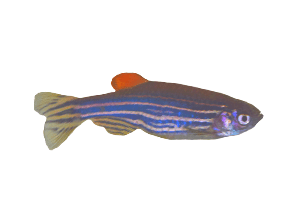 זברה גלופיש כחולה-BLUE ZEBRA DANIO 