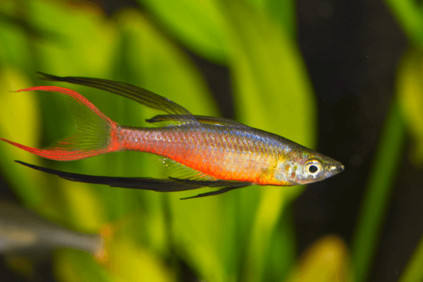 קשת וורנרי ננסית-Threadfin Rainbow Group
