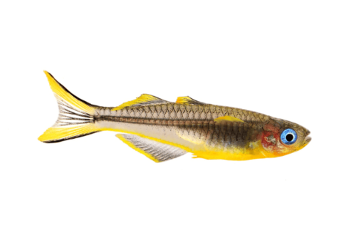 קשת עין כחולה ננסית-Forktail Rainbowfish