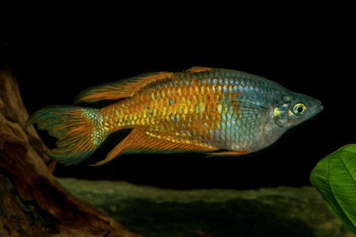 קשת פרקינסון-Parkinsoni rainbowfish