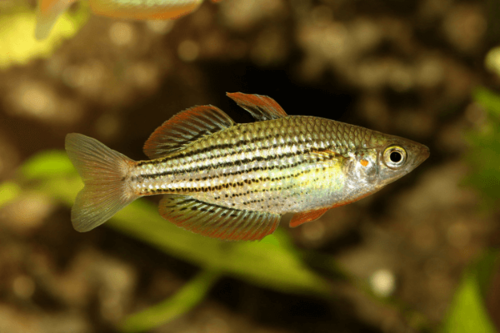 קשת ארגמן-Crimson Spot Rainbowfish