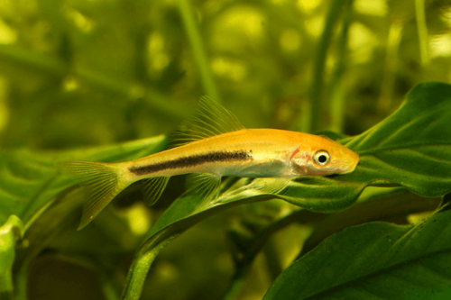 שמרלה-Chinese algae eater