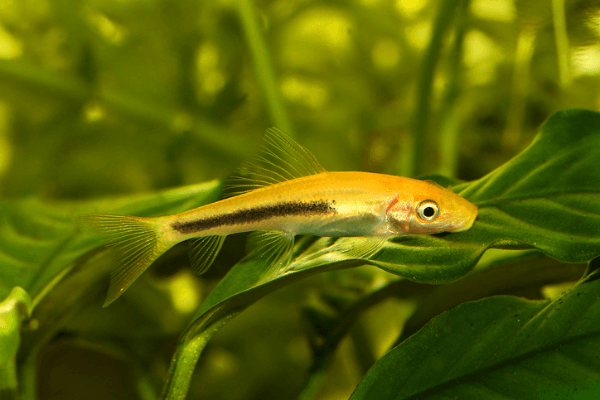 שמרלה-Chinese algae eater