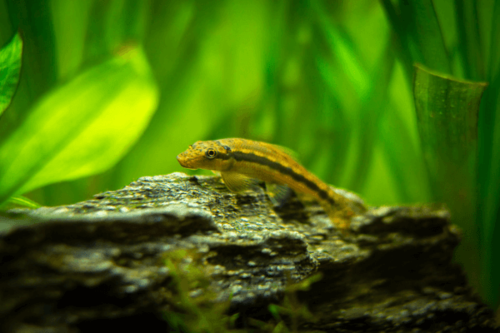 שמרלה-Chinese algae eater