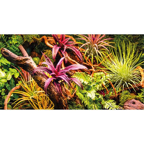 רקע דו צדדי ג'ונגל 1 מ' | Colorful Jungle / Strangler Fig