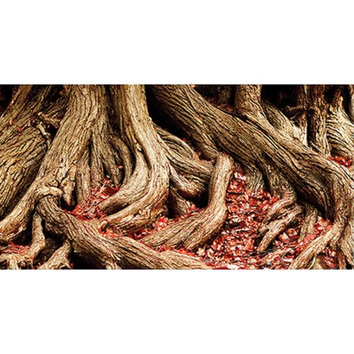 רקע דו צדדי ג'ונגל 1 מ' | Colorful Jungle / Strangler Fig