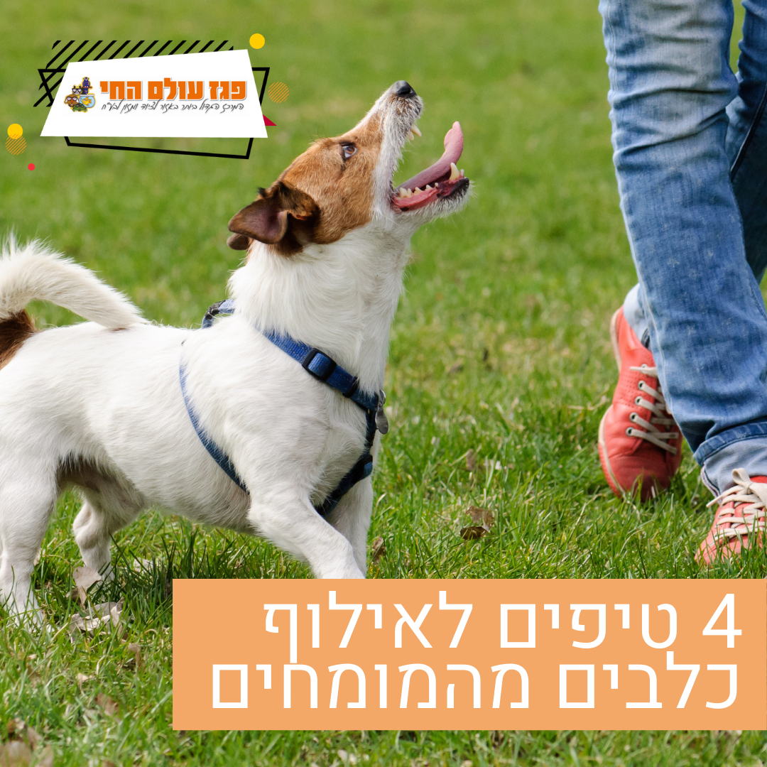 קבלו 4 טיפים לאילוף כלבים