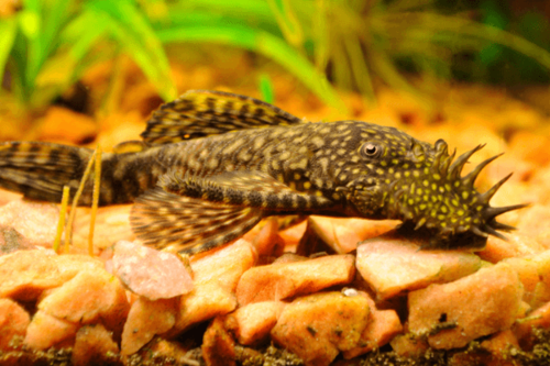 פלקו אניצסטרוס-Bushy Nose Plecostomus